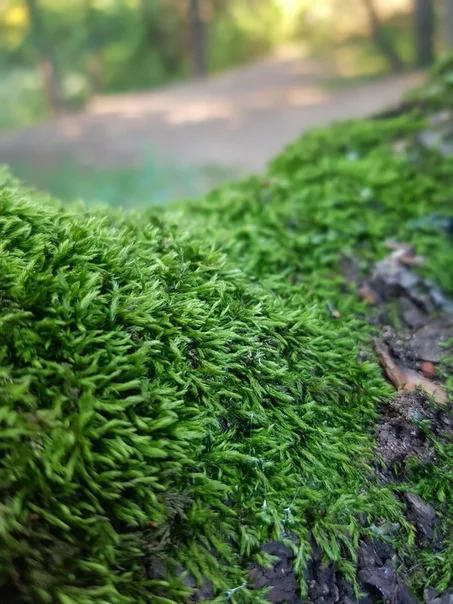 Fresh greens and a little dew - My, Mobile photography, Plants, Moss, Dew, Web, Grass and dew, Grass, Longpost