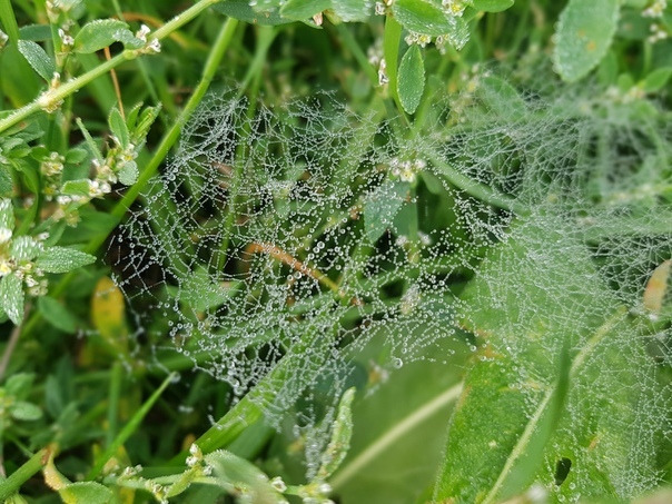 Fresh greens and a little dew - My, Mobile photography, Plants, Moss, Dew, Web, Grass and dew, Grass, Longpost