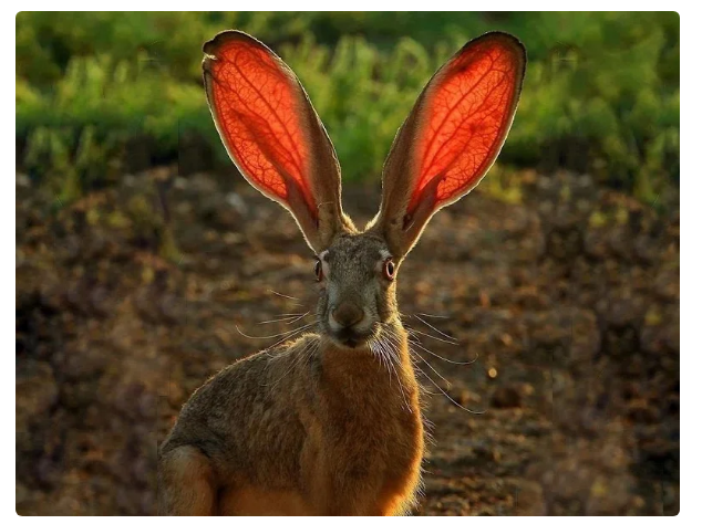 Уши кролика с мехом : кролик 1 шт.