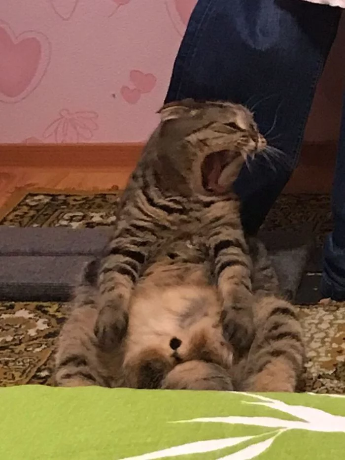 Reply to the post “The cat yawned in his favorite position, he spent two years seizing the moment” - My, cat, The photo, Yawn, Lucky moment, Reply to post