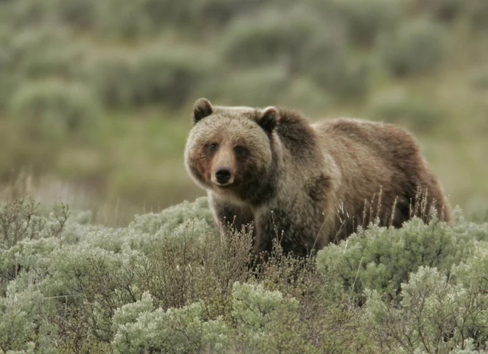 One grizzly bear against twenty wolves - The Bears, Grizzly, Wolf, Collision, National park, Yellowstone, USA, The national geographic, Video, Longpost