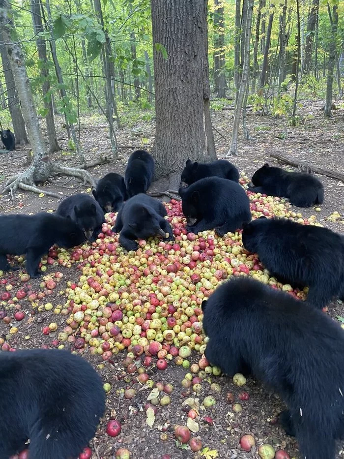 Apple party - Медведи, Яблоки, Еда, Черный медведь, Животные