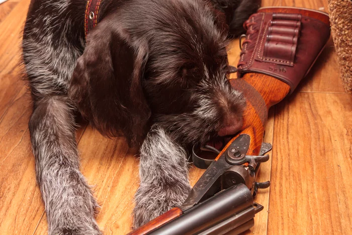 Born Hunter - My, The photo, Drathaar, Hunting dogs, Gun, Longpost, Dog