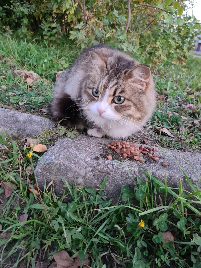 The cat is in good hands! - My, Leningrad region, Saint Petersburg, cat, Longpost, In good hands, No rating