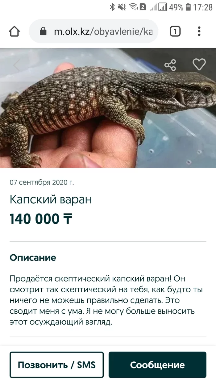 I think all reptiles are like that))) - My, Announcement, Kazakhstan