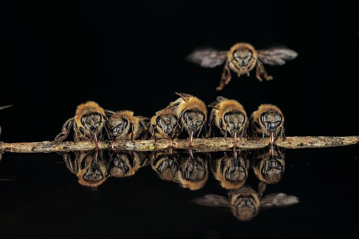 Secrets of wild bees - Bees, Insects, Hornet, wildlife, Biology, Interesting, Longpost, The national geographic, Protection