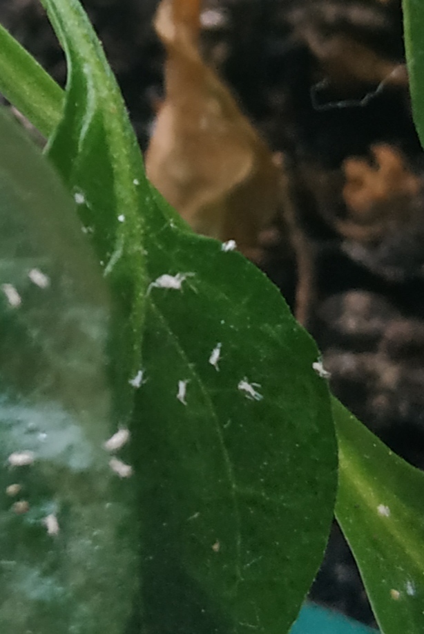 Who are they?? - My, Pepper, Gardening, Parasites, Chile, Longpost