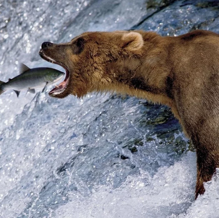 A second before... - The photo, A fish, The Bears, Clickable, A second before