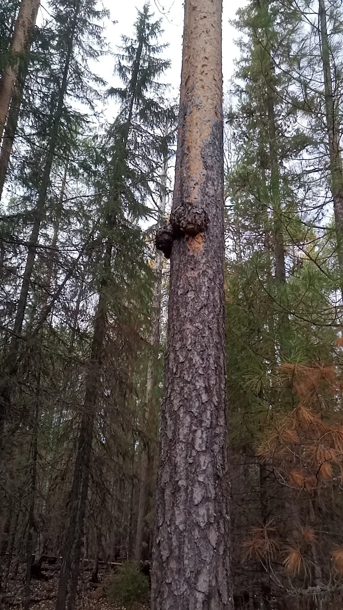 Male pine - My, Pine, Tree, Eggs