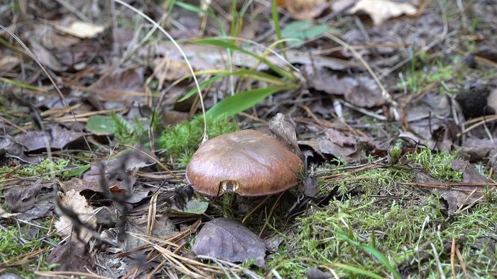 Got out into the forest #7 - My, Mushrooms, Forest, Autumn, The photo, Boletus, Boletus, Butterlets, Video, Longpost