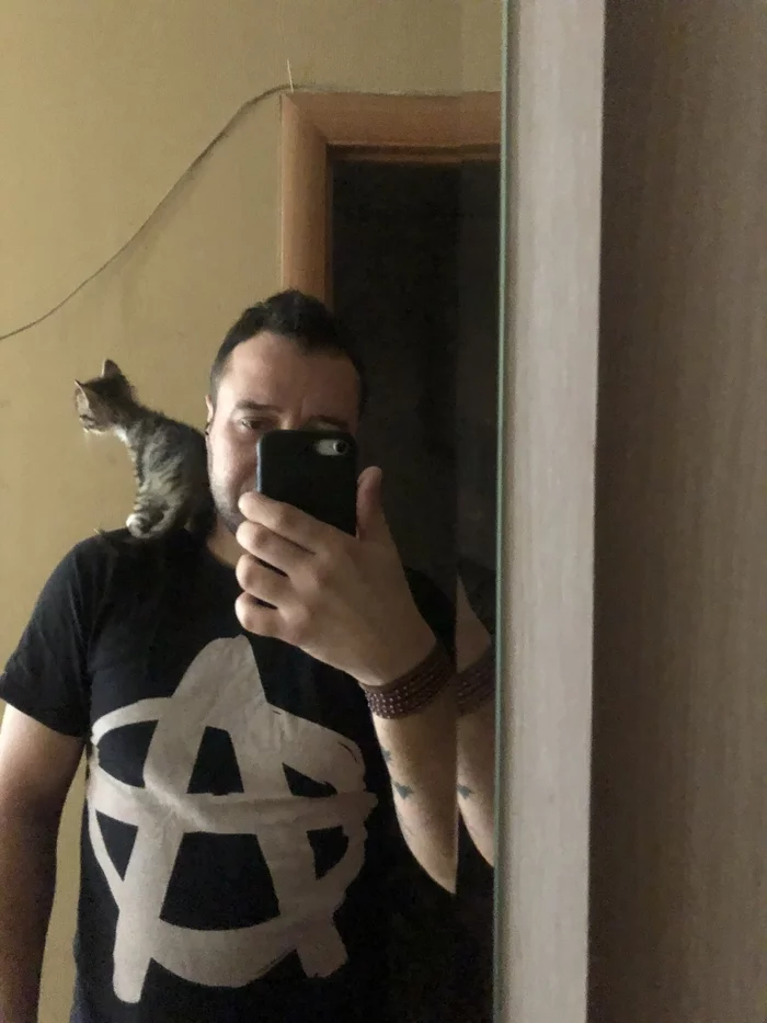 Киса... - Моё, Счастье, Алкоголизм, Все хорошо, Мат, Длиннопост, Кот, Котята