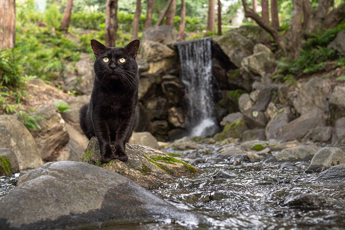 Котомордатость^)