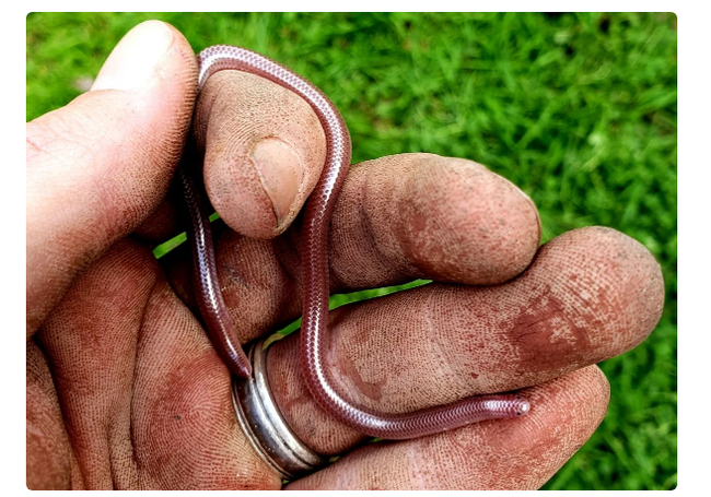 Texas Blind Snake: No, not an earthworm. Yes, a full-fledged snake. How to survive at the bottom of the food chain? - Snake, Animals, Yandex Zen, Longpost