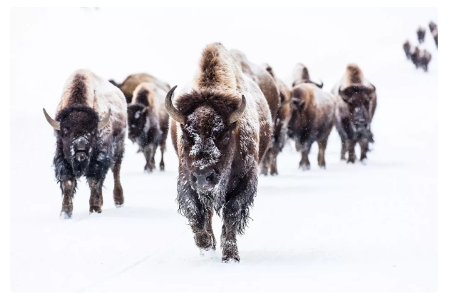 Bison: The fate is more tragic than that of our American relatives. What is the difference between a bison and a bison? - Bison, Animals, Yandex Zen, Longpost