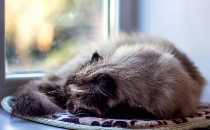 Рискну и оставлю тут котика