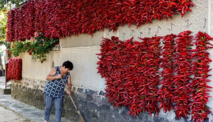 Paprika is one of the most popular gastronomic seasonings: secrets of preparation and collection from Transcarpathia - My, Blanks, Drying, Paprika (spice)