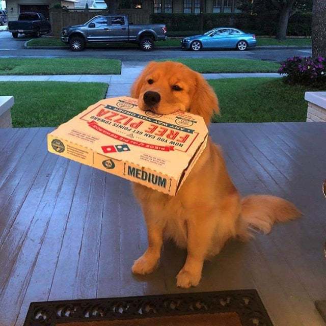 Did you order pizza? - Pizza, Delivery, Dog