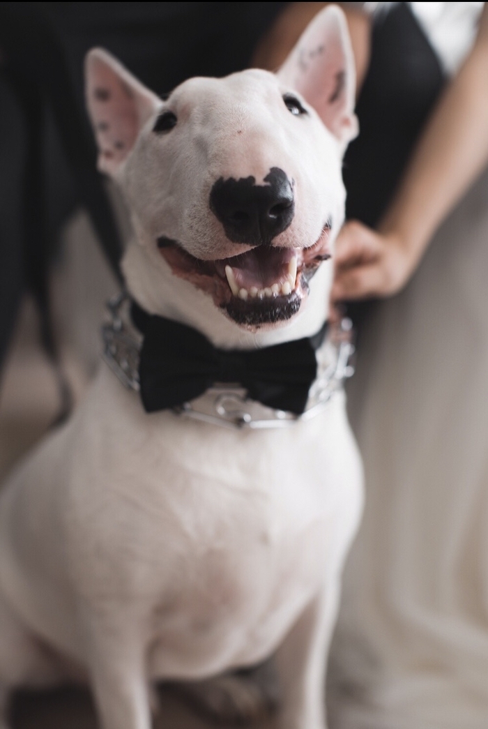 Как меня бультерьер спас