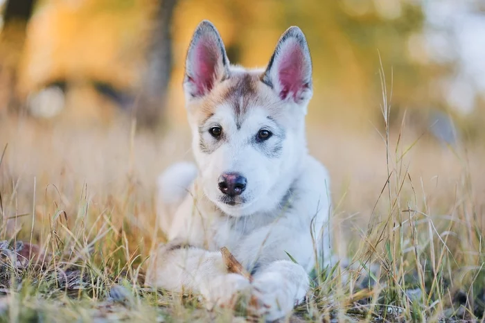 Dexter - My, Alaskan Malamute, Dog, Puppies, The photo, Nikon, Kazakhstan, Uralsk, Longpost
