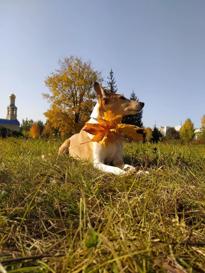 Bright autumn in the city - My, Autumn, Dog, The photo, Longpost, Autumn leaves