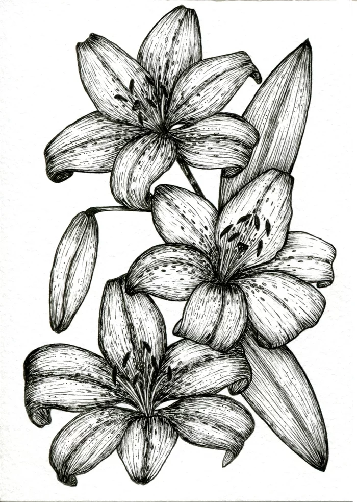 Lilies, tropical leaves and moth - My, Drawing, Pen drawing, Longpost, Graphics, Flowers, Lily, Butterfly