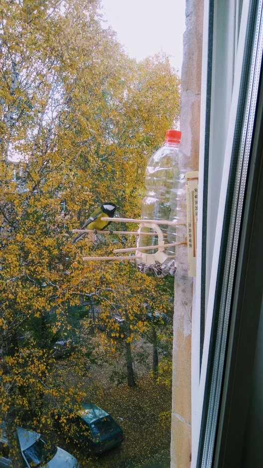 First guests - My, Trough, Nuthatch, Tit, Longpost