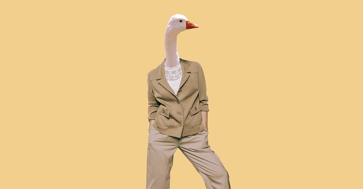 радостный гусь. гусь выглядывает. смешной гусь. счастливый гусь. забавный гусь.