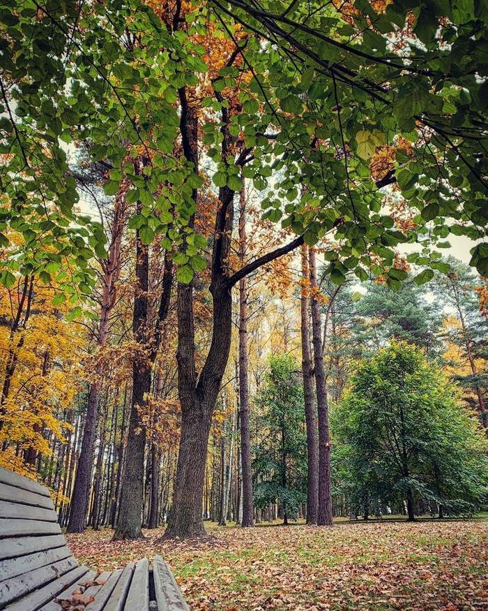 Golden time... - My, Autumn leaves, Autumn, The photo, The park, Nature, beauty of nature