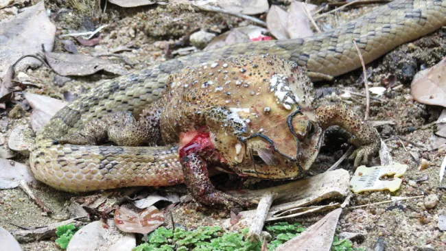 Snakes found eating living toads from inside - news, The science, Animals, Nature, I, Snake, Toad