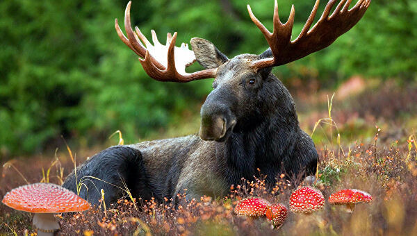 Scientists discover burping moose are the cause of global warming - news, Norway, Elk, Ecology, Methane, Belch