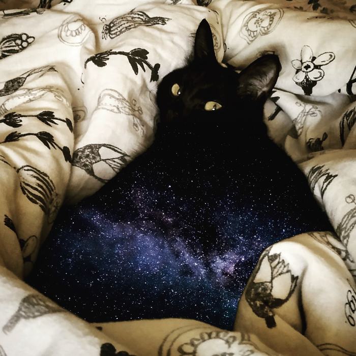 Cotsmos - My, cat, Space