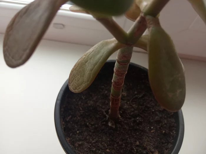 Need help with fatty - Crassula, Help