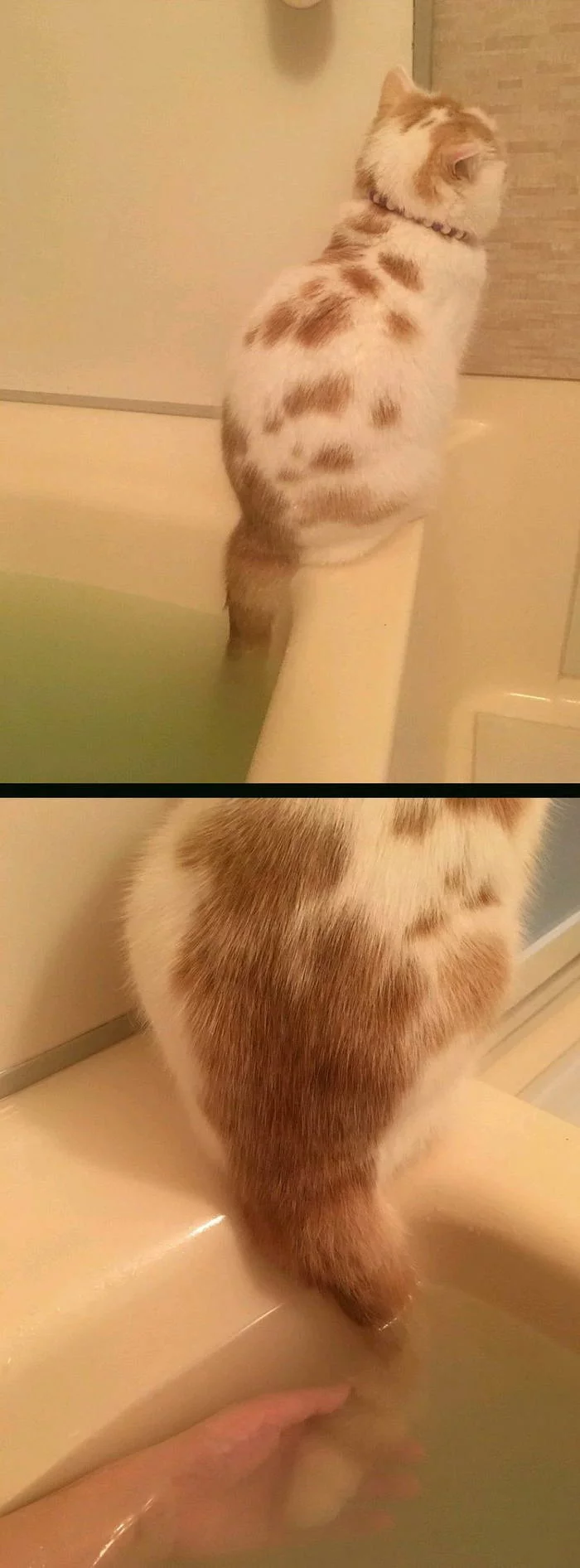 O! - cat, Tail, Bath, Water procedures, Longpost