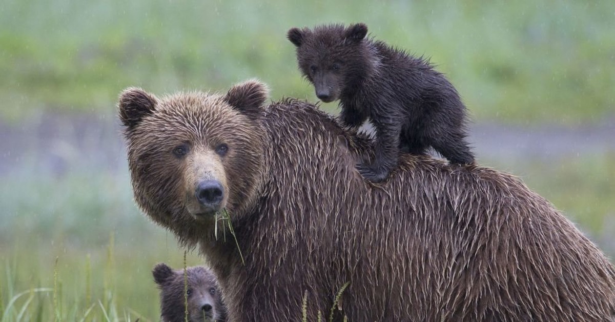 Countryside bears