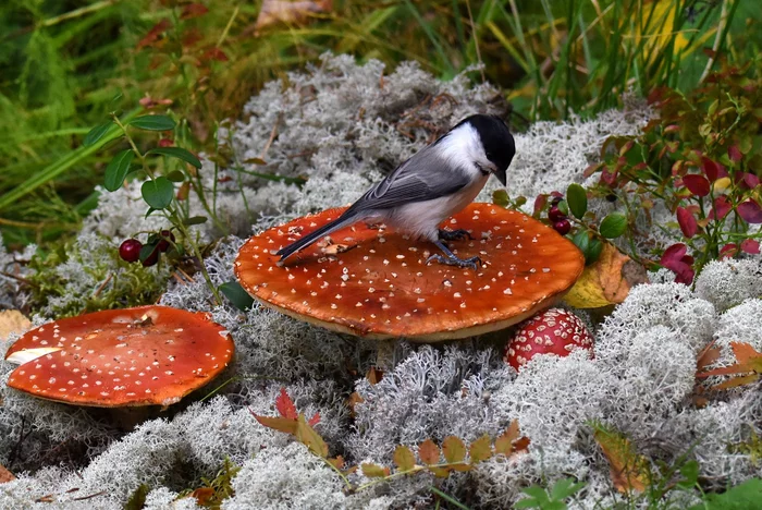 Gadget on a fly agaric) - Birds, Chickadee, Fly agaric, Forest, August, The national geographic, The photo, Nature