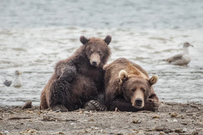 Still next to mom, but the look is already a master’s) - The Bears, Brown bears, Teddy bears, Kamchatka, Kuril lake, Reserves and sanctuaries, The national geographic, The photo