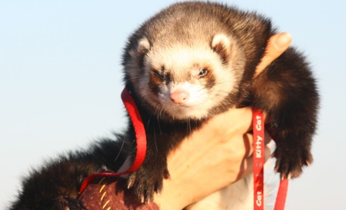 Обустройство квартиры для хорьков