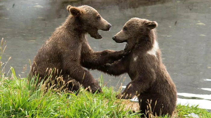 ����� ������, � ������!...