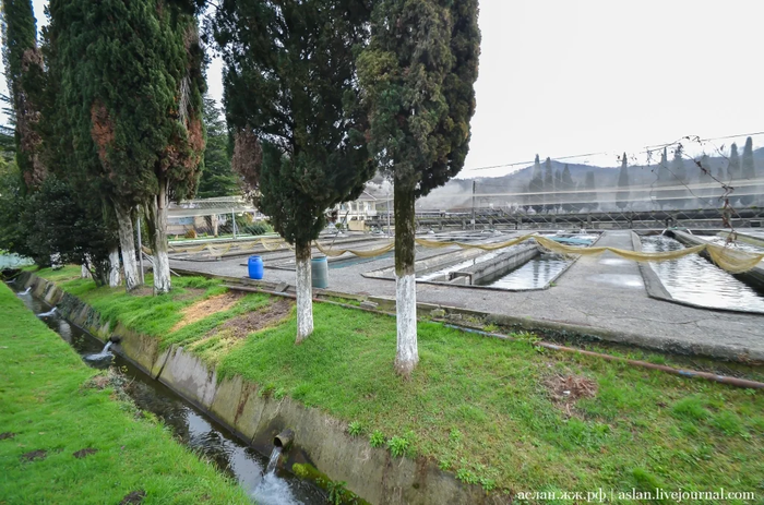 Как выращивают форель в Адлере Рыба, Форель, Как это сделано, Длиннопост, Разведение