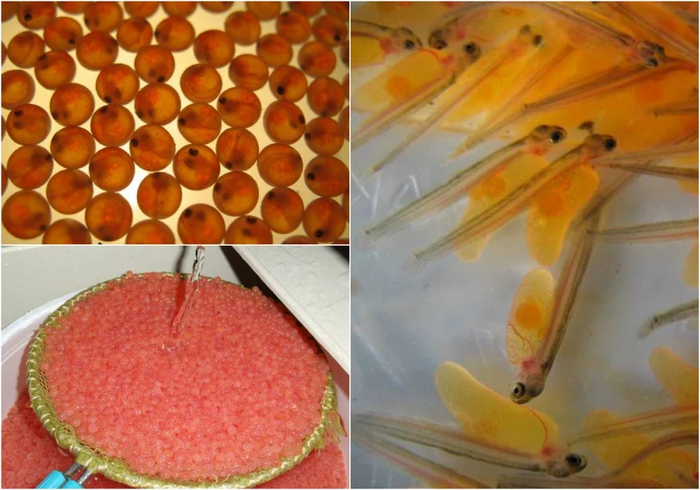 Как выращивают форель в Адлере Рыба, Форель, Как это сделано, Длиннопост, Разведение