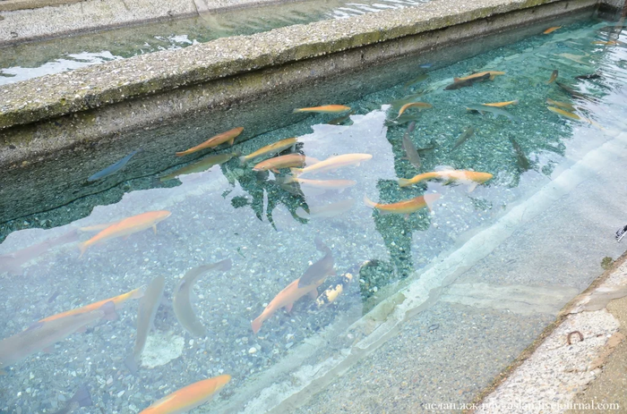 Как выращивают форель в Адлере Рыба, Форель, Как это сделано, Длиннопост, Разведение