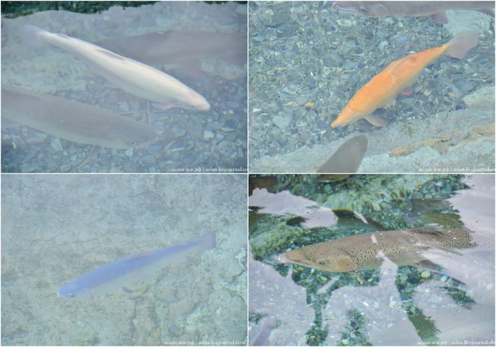 Как выращивают форель в Адлере Рыба, Форель, Как это сделано, Длиннопост, Разведение