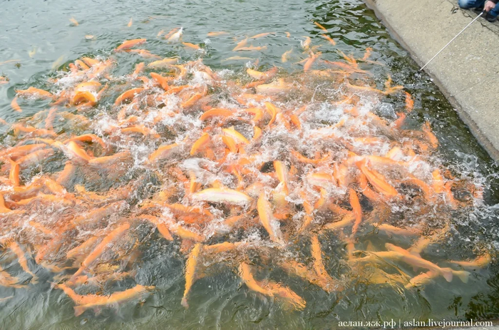 Как выращивают форель в Адлере Рыба, Форель, Как это сделано, Длиннопост, Разведение