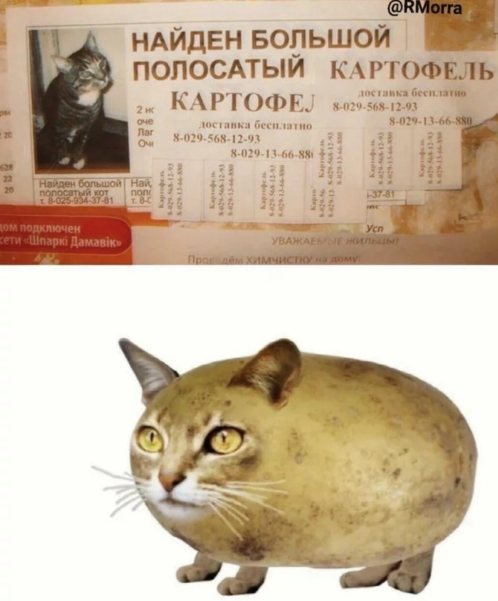 Котофель - Кот, Картофель, Мемы, Объявление