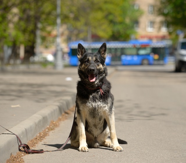 Moscow and region, 4.5 year old shepherd looking for a home - My, No rating, In good hands, Moscow, East European Shepherd, Pets, Dog, Longpost