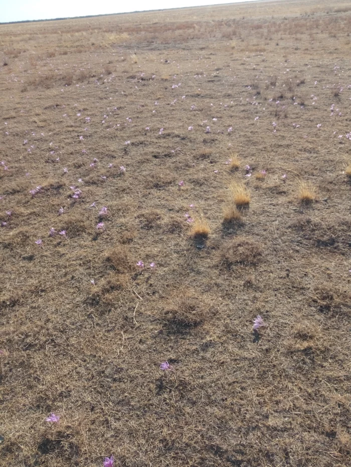 Autumn decoration of the steppe - My, Flowers, Autumn, Steppe