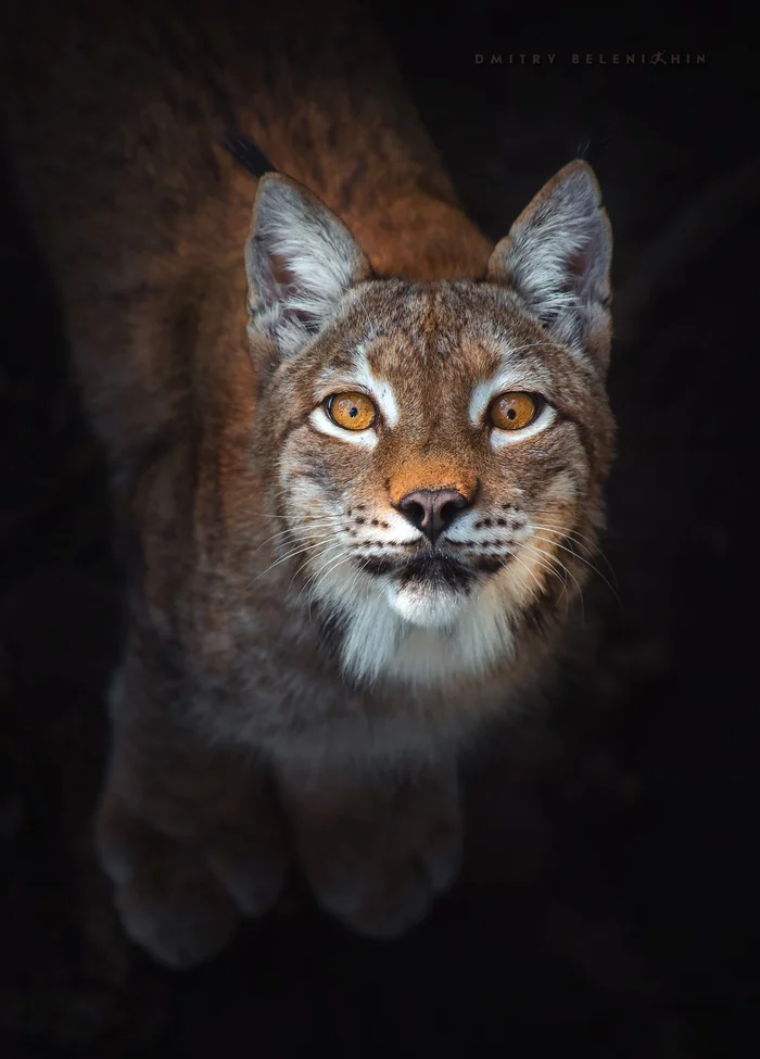 Can I play with you? - Lynx, The photo, Wild animals