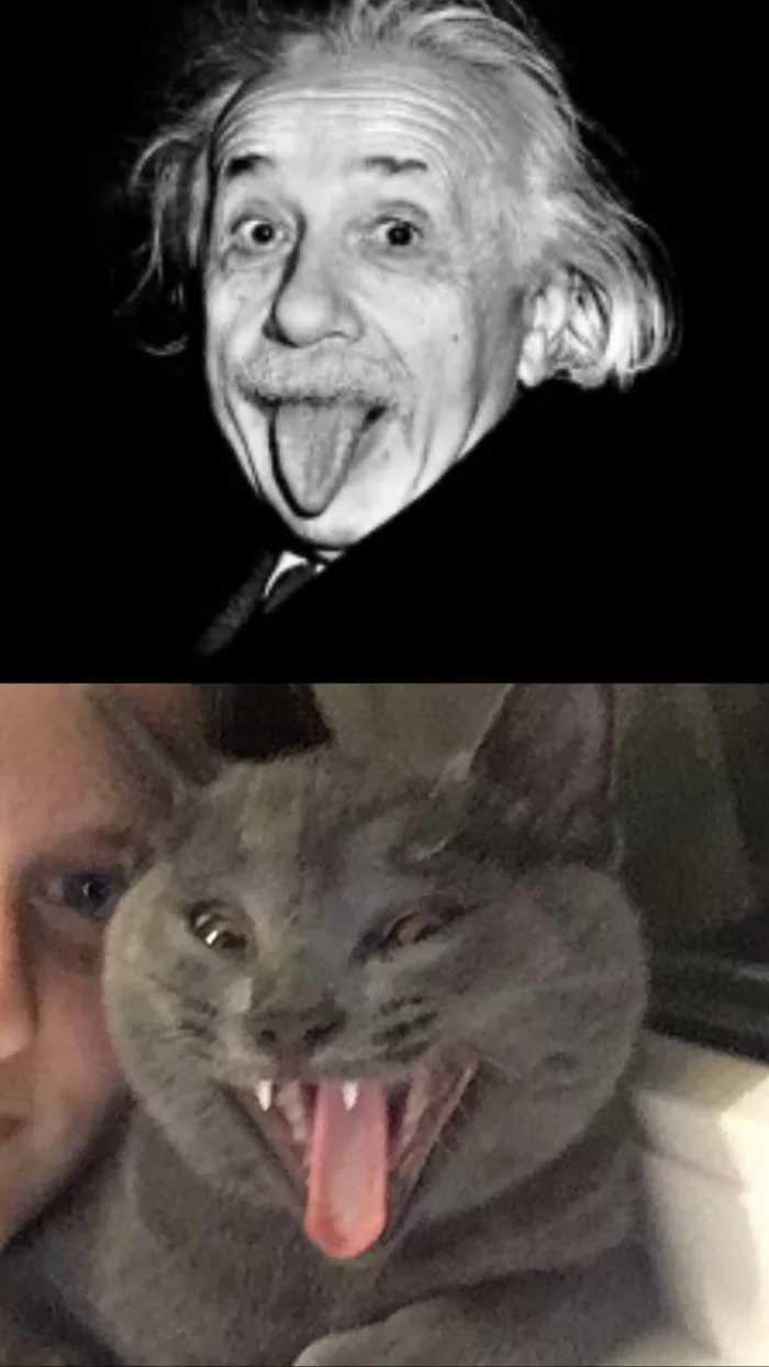 Response to the post After death, scientists end up on Avito - My, cat, Albert Einstein, Reincarnation, Reply to post