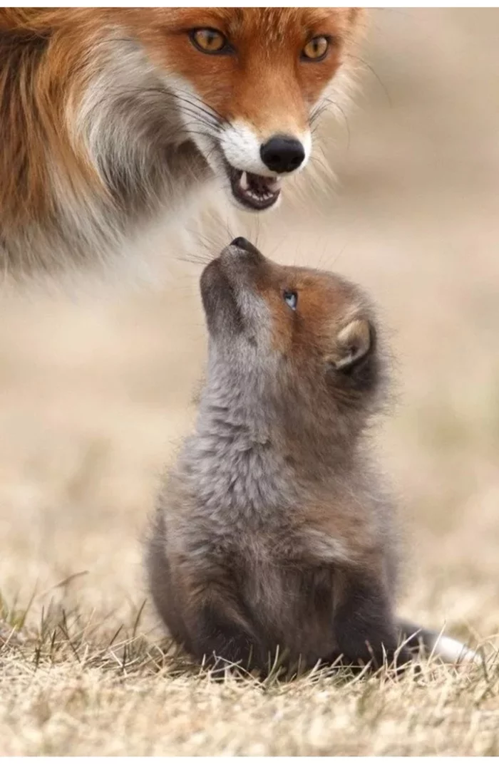 Fox cubs (silver foxes, arctic foxes, fennec foxes) - Fox, Fenech, Arctic fox, Chernoburka, Fox cubs, Canines, Animals, Young, Milota, The photo, Longpost