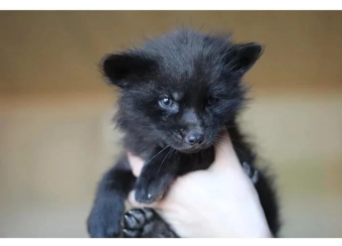 Fox cubs (silver foxes, arctic foxes, fennec foxes) - Fox, Fenech, Arctic fox, Chernoburka, Fox cubs, Canines, Animals, Young, Milota, The photo, Longpost